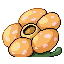 Rafflesia