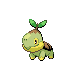 Tortipouss