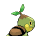 Tortipouss
