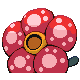 Rafflesia