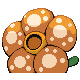 Rafflesia