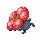 Rafflesia