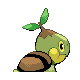 Tortipouss