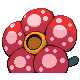 Rafflesia