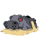 Hippodocus