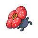 Rafflesia