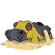 Hippodocus
