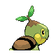 Tortipouss