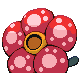 Rafflesia