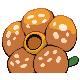 Rafflesia