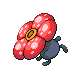 Rafflesia
