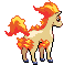 Ponyta