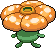 Rafflesia