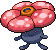 Rafflesia