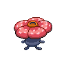 Rafflesia