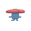 Rafflesia