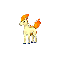 Ponyta
