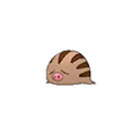 Marcacrin