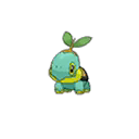 Tortipouss
