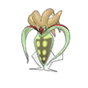 Sepiatroce