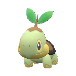 Tortipouss