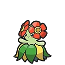 Joliflor - Bellossom