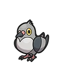 Poichigeon - Pidove