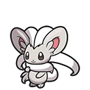 Pashmilla - Cinccino