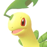 Macronium | Bayleef | ベイリーフ